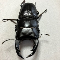 🉐オオクワガタ トリオ♂77 ♀51　♀49（奈良輪xTT）の画像