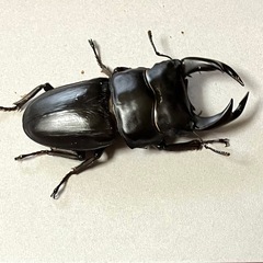 🉐オオクワガタ トリオ♂77 ♀51　♀49（奈良輪xTT）の画像