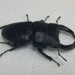 【新成虫・後食済み・サービスペア】中原DNA血統　国産オオクワガタ　新成虫ペアの画像