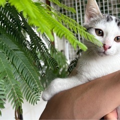 4月29日生まれの甘えん坊、健康子猫　ハク　オス