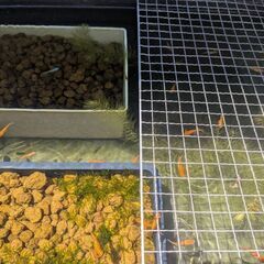 赤いメダカ20匹の画像