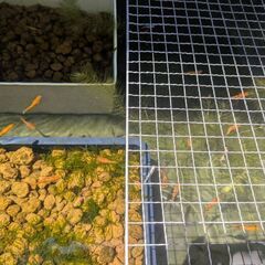 赤いメダカ20匹の画像