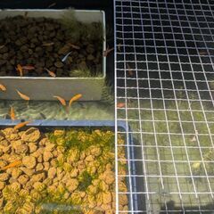 赤いメダカ20匹の画像
