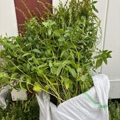 宿根草 苗3種類の画像