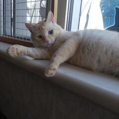 少年のようなおじさん猫　寛平ちゃん♂
