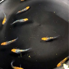 🌎天界メダカ幼魚若魚⒈cm〜1.7=10匹　🇦🇸Tenkai🇦🇸の画像