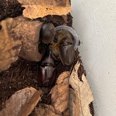 カブトムシの画像