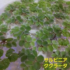 ☆ワンコイン☆ビオトープ水草セット♪♪送料込みで500円！の画像