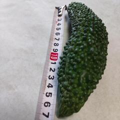 カボチャ1個とゴーヤ3本の画像