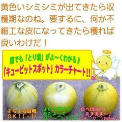 No.245　超極甘‼️数量限定‼️自宅でプチ贅沢を‼️⑫高級小玉メロン【キューピット】1玉500g前後‼1玉600円‼️相場道の駅1玉850円～＋税‼糖度17～20度前後‼️新鮮採れたて‼の画像