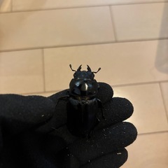 オオクワガタ　オス1匹　メス2匹　　　の画像