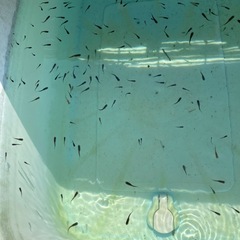 黄ビレオロチヒレ長(稚魚〜幼魚)１５匹の画像