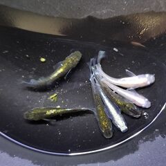 レッドクリフ　２種類　５００円の画像