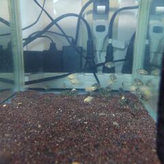 熱帯魚 ブルータイガーパロット 4匹(現在約2cm)の画像
