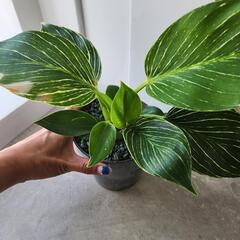 フィロデンドロンバーキンの画像