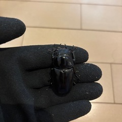 オオクワガタ　オス1匹　メス2匹　　　の画像