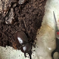 カブトムシさ値下げ❣️　ペア　の画像