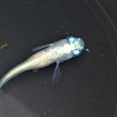 メダカ【しずくキッシングワイドフィン】の画像