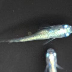 メダカ【しずくキッシングワイドフィン】の画像