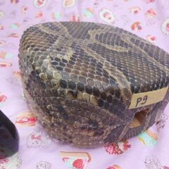 新品未使用二日間限定　11.980円　沖縄三線専用　蛇皮強化(二重張)型チーガと水牛爪Mサイズセットの画像