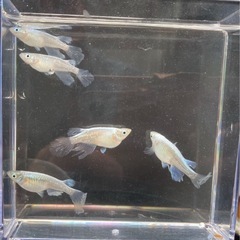 青蝶メダカ 卵 約60個  ★孵化間近です★  受け渡し相手決まりましたの画像