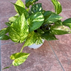 ポトス鉢植えの画像