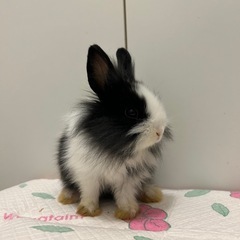 子うさぎ　里親決定