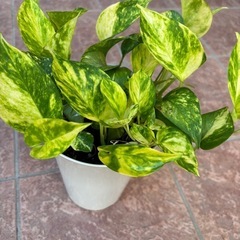 ポトス鉢植えの画像