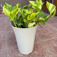 ポトス鉢植えの画像