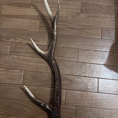 鹿の角の画像