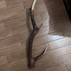 鹿の角の画像