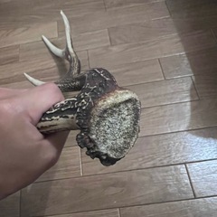 鹿の角の画像