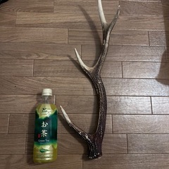 鹿の角の画像
