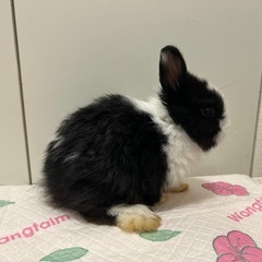 子うさぎ　里親決定