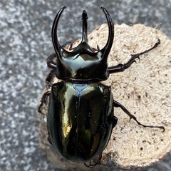 アトラスオオカブト ♂の画像