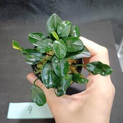 【水槽関連】アヌビアス　ペッチー⑨の画像