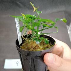 【水槽関連】アヌビアス　ペッチー⑨の画像