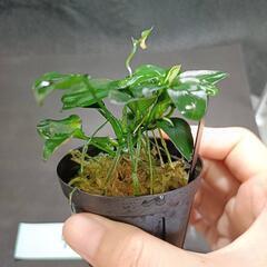 【水槽関連】アヌビアス　ペッチー⑨の画像