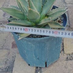 アガベの画像