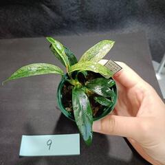 【水槽関連】アヌビアス　グラブラ⑨の画像