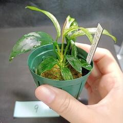 【水槽関連】アヌビアス　グラブラ⑨の画像