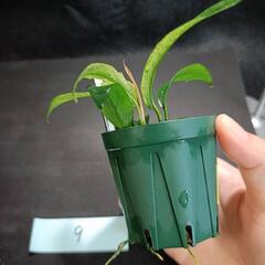 【水槽関連】アヌビアス　グラブラ⑨の画像