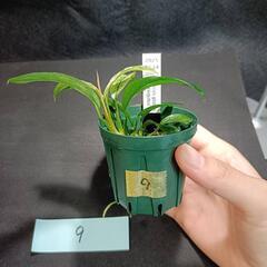 【水槽関連】アヌビアス　グラブラ⑨の画像