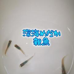 8/10まで 深海めだか 若魚 ♂4♀3の画像
