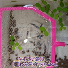 8/10まで 深海めだか 若魚 ♂4♀3の画像
