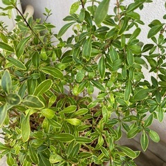 植木 斑入り白丁花（ハクチョウゲ）  0円 の画像