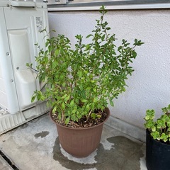 植木 斑入り白丁花（ハクチョウゲ）  0円 の画像