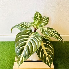 アフェランドラ　ダニア　観葉植物　鉢植え　そのまま飾れる　無機質の土の画像