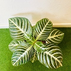 アフェランドラ　ダニア　観葉植物　鉢植え　そのまま飾れる　無機質の土の画像