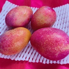 ミニマンゴーの画像